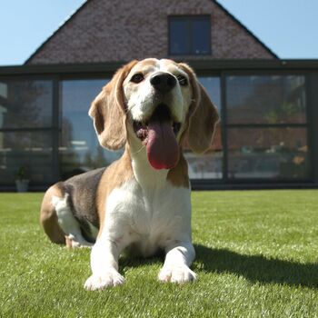 8 ways artificial grass pampers your pets